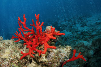 Il corallo rosso (corallium rubrum)